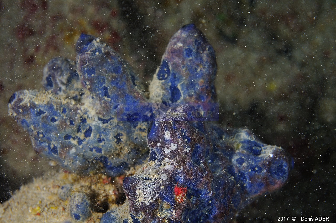 Theonella sp Eponge swinhoe bleue-Haliclona permollis Eponge bleue Safaga Panomara Reef N-4m-20171123-Denis-ADER-DSC_3670_tn.jpg